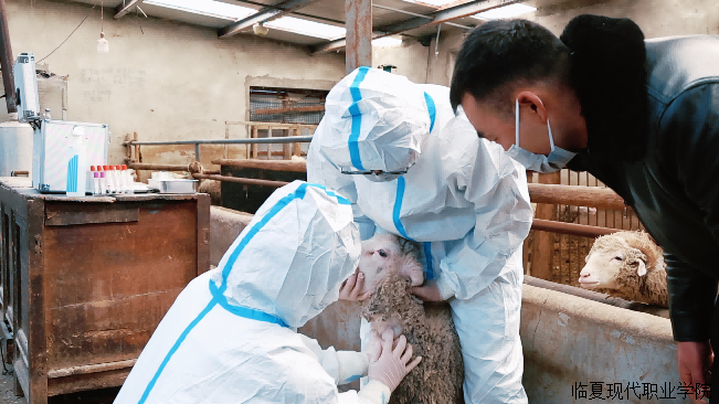 畜牧兽医专业师生送技下乡 筑牢临夏县养殖防疫安全线